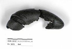Bretzel fossile